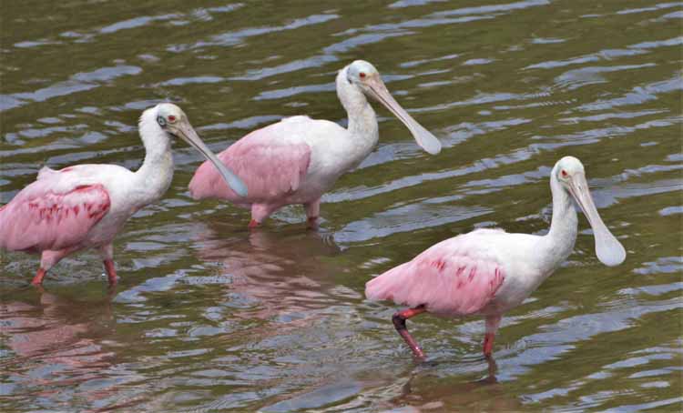 spoonbills